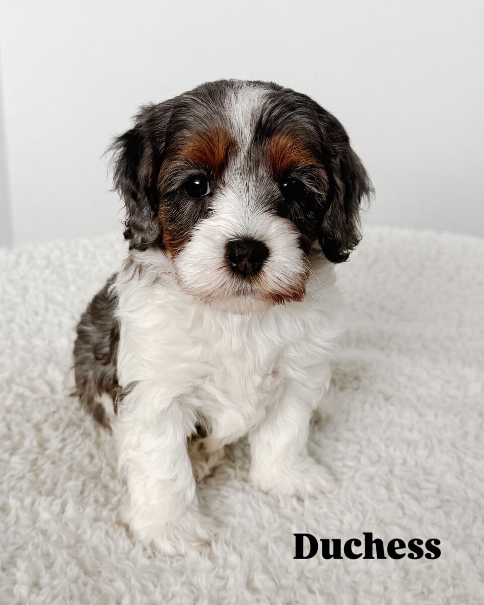 F1b Cavapoo Female Puppies