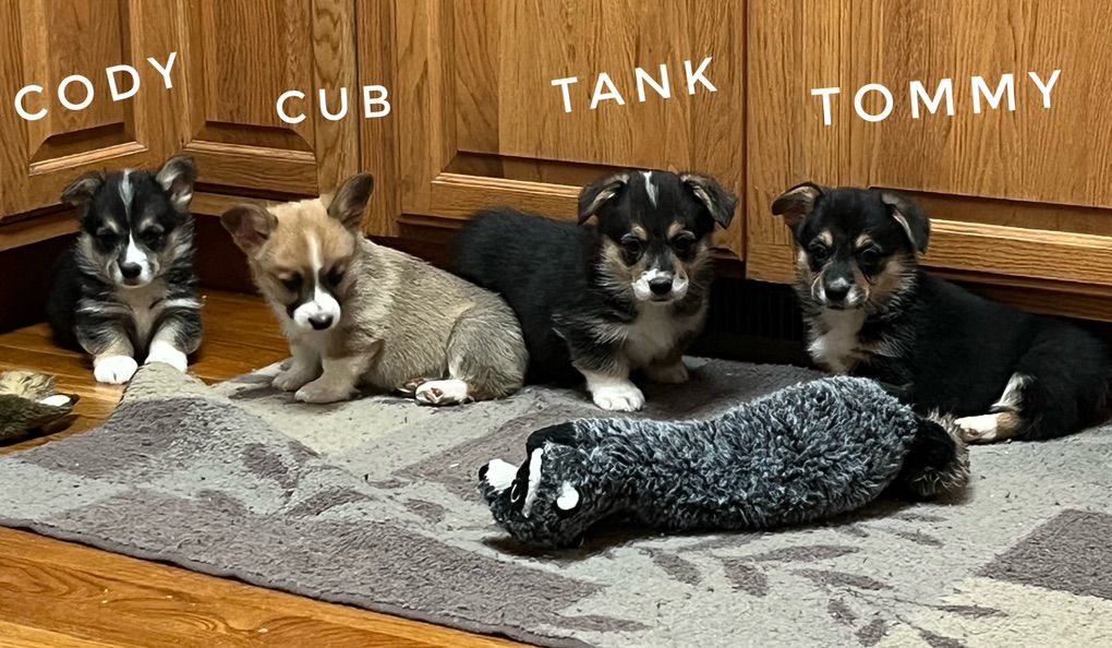 AKC Pembroke Welsh Corgi Pups