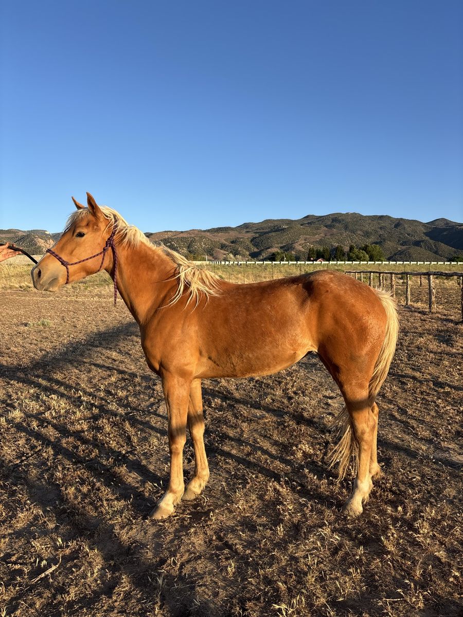 3 year old mare