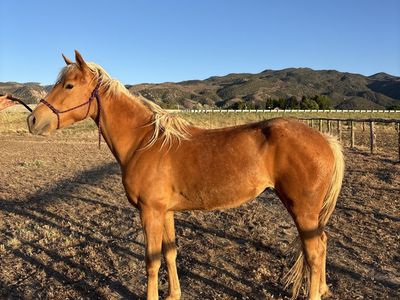 3 year old mare