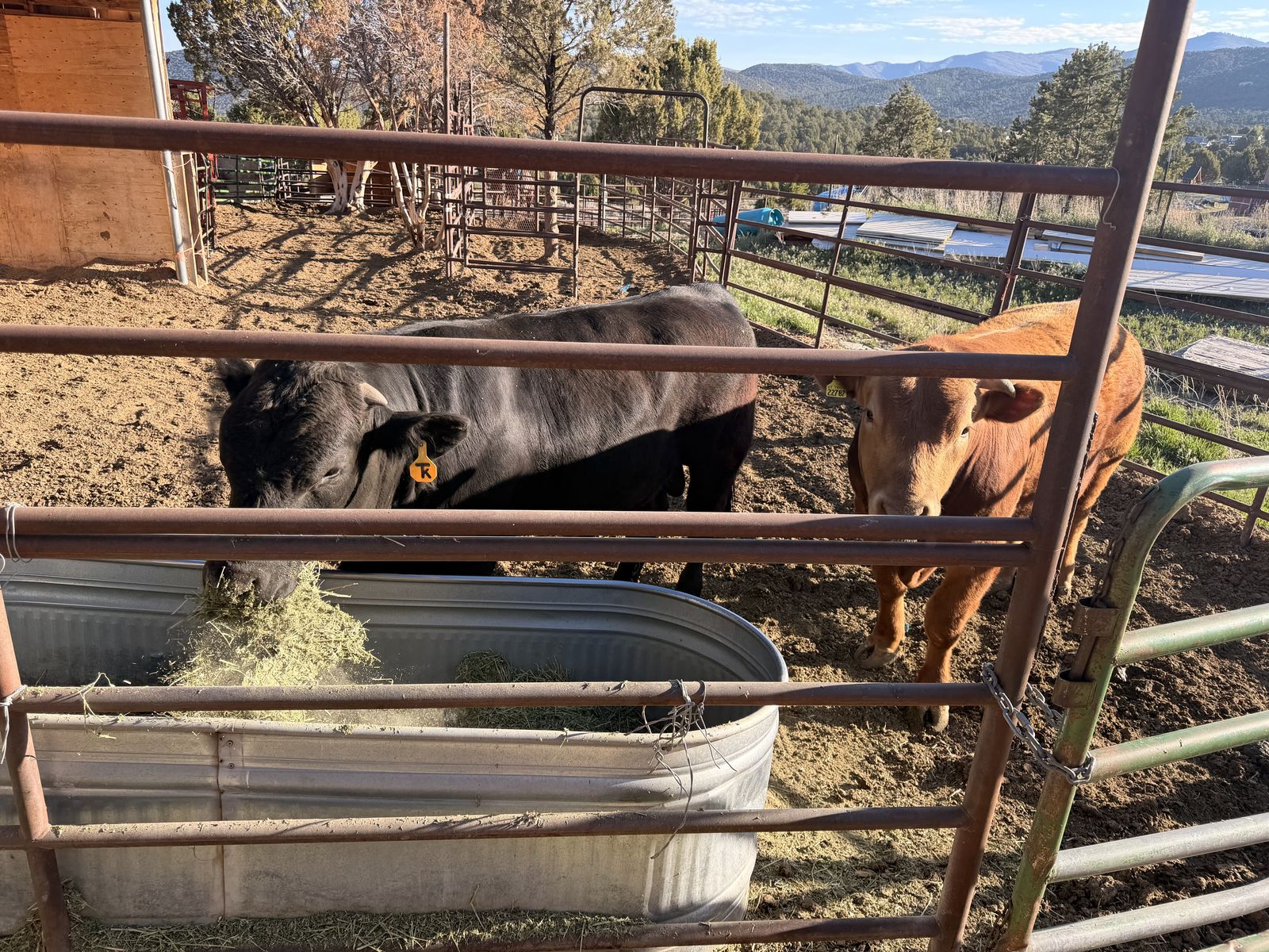 Black Angus Cross Bull