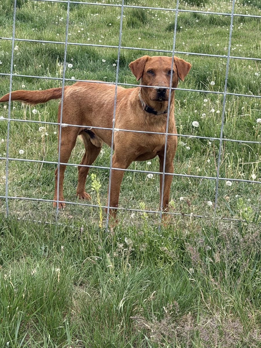 AKC Fox Red Lab Stud Dog