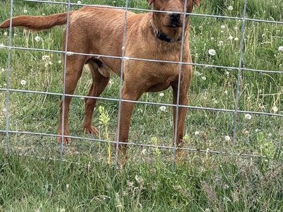 AKC Fox Red Lab Stud Dog