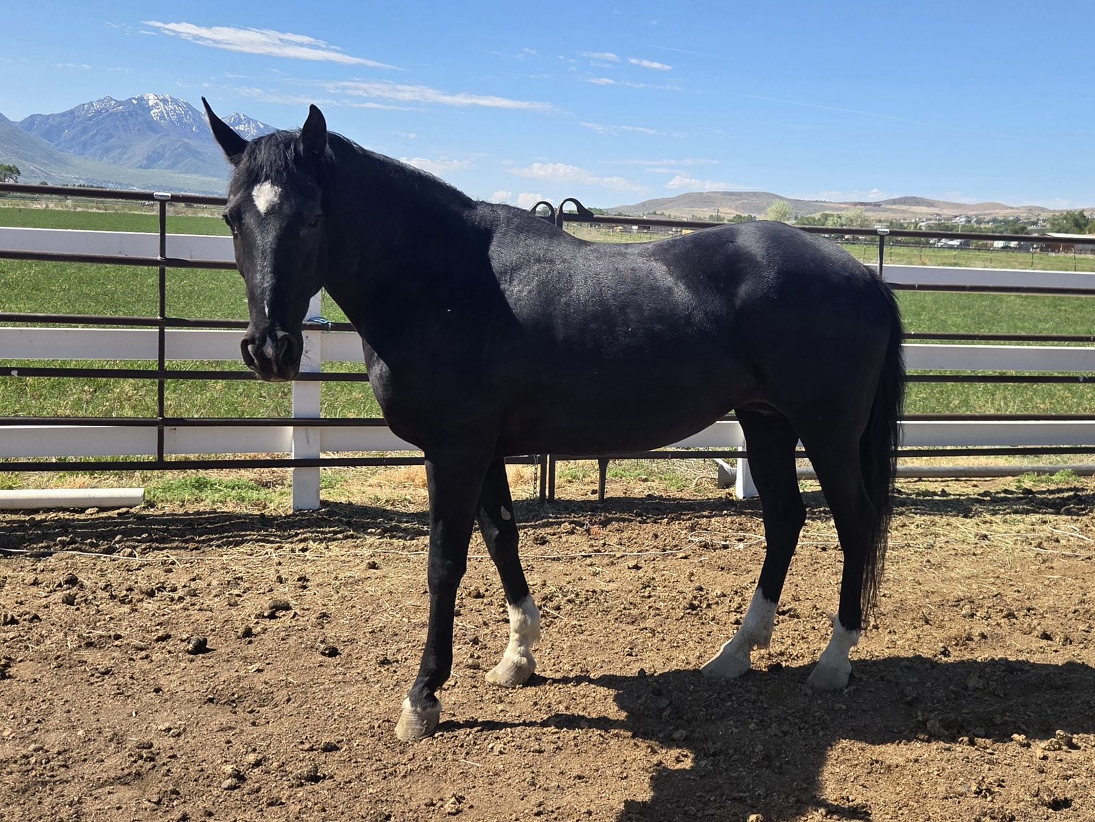 18-Year-Old Gentle Mare