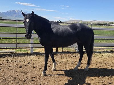 18-Year-Old Gentle Mare