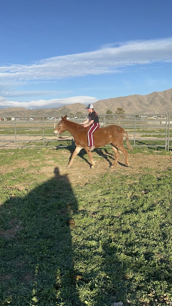 12-year-old SAFE And Willing Mule