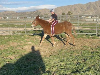12-year-old SAFE And Willing Mule