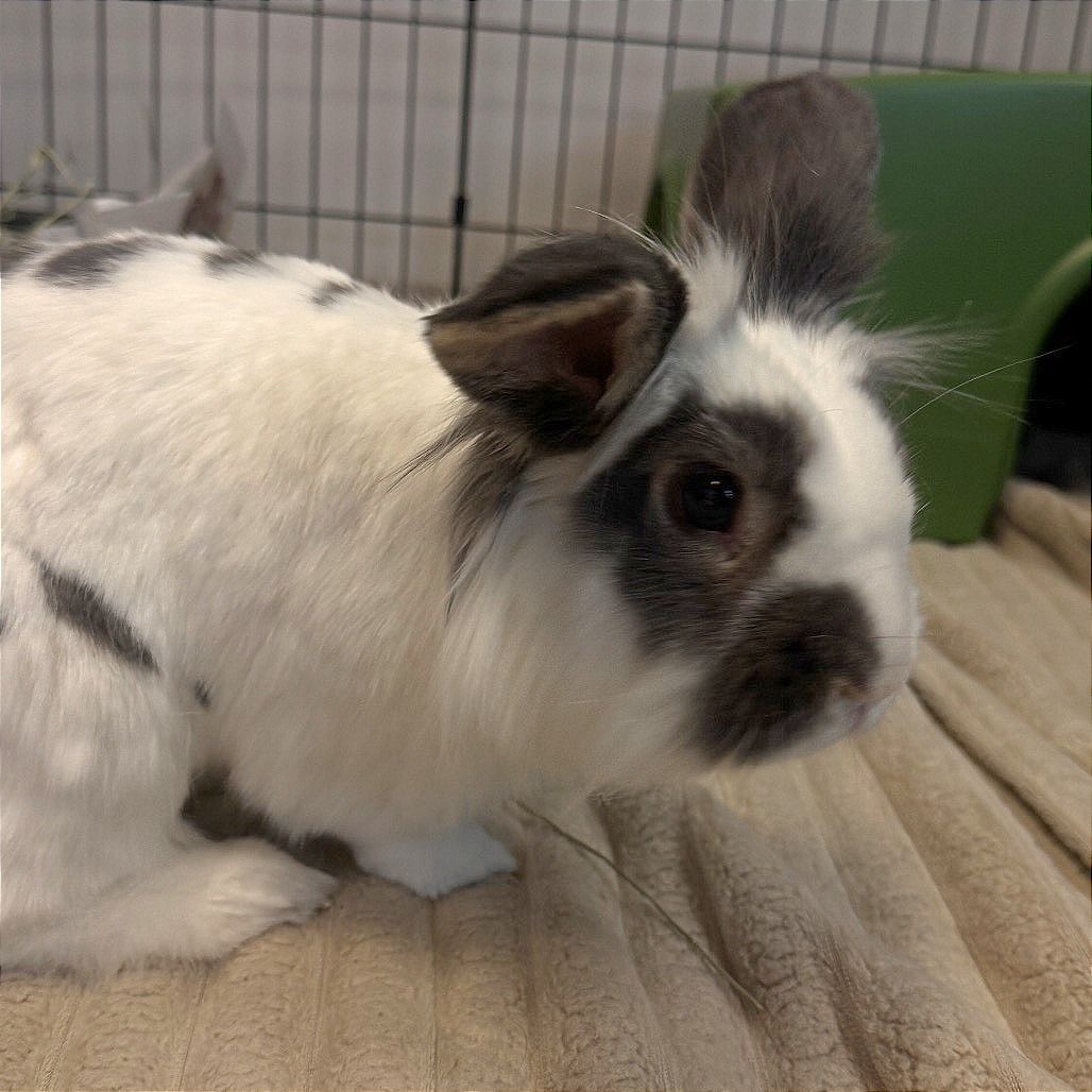 Hello my name is Bunji