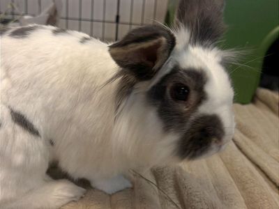 Hello my name is Bunji