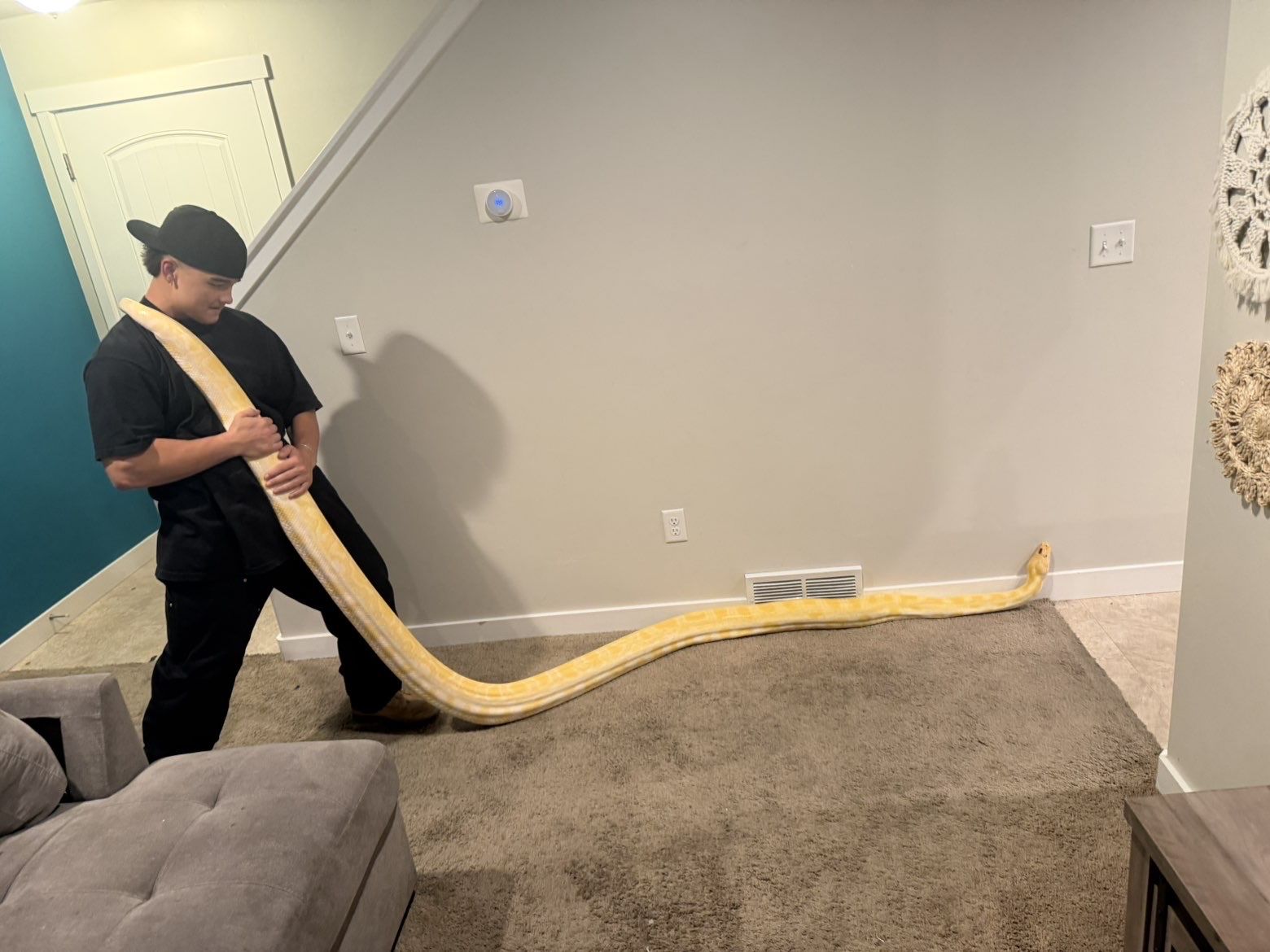 ISO Burmese pythons 