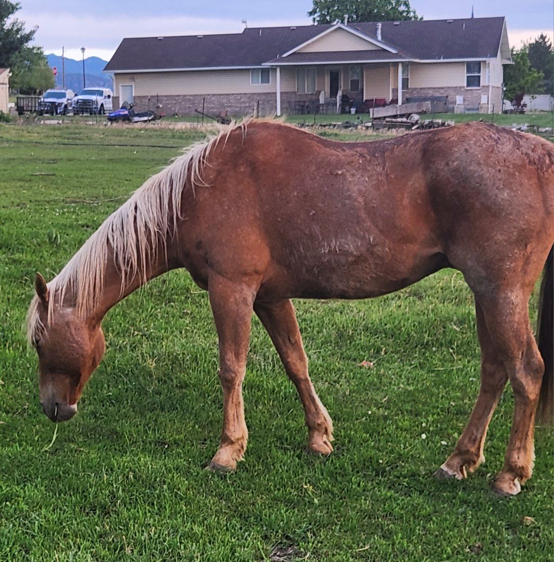 21 year old gelding