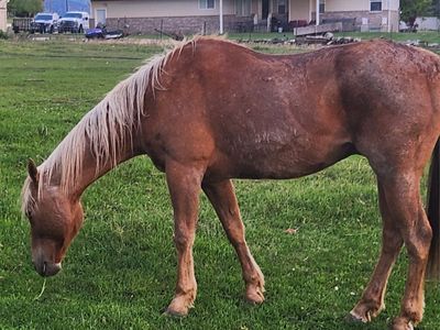 21 year old gelding