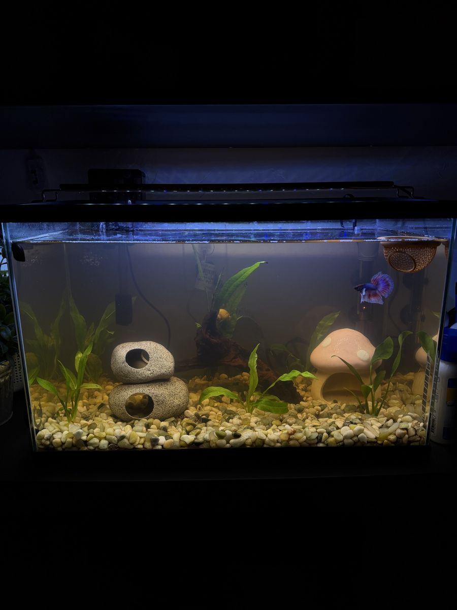 10 Gallon Stocked Aquarium with Betta, Otocinclus, Loaches, Shrimp, Snails & Live Plants