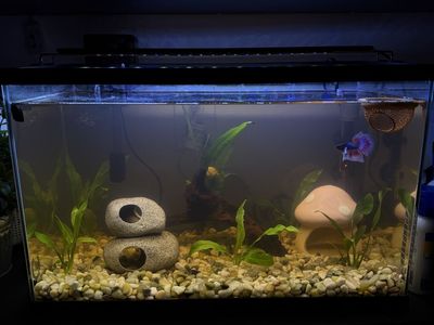 10 Gallon Stocked Aquarium with Betta, Otocinclus, Loaches, Shrimp, Snails & Live Plants