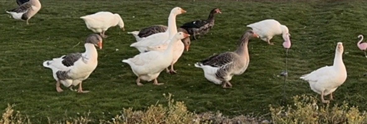 Geese ducks laying and babies