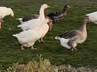 Geese ducks laying and babies