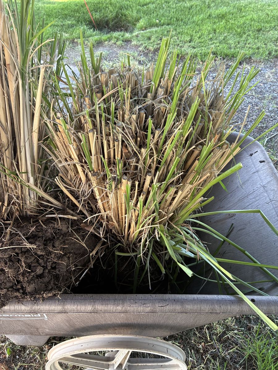 Ornamental Grass
