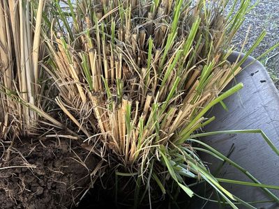 Ornamental Grass