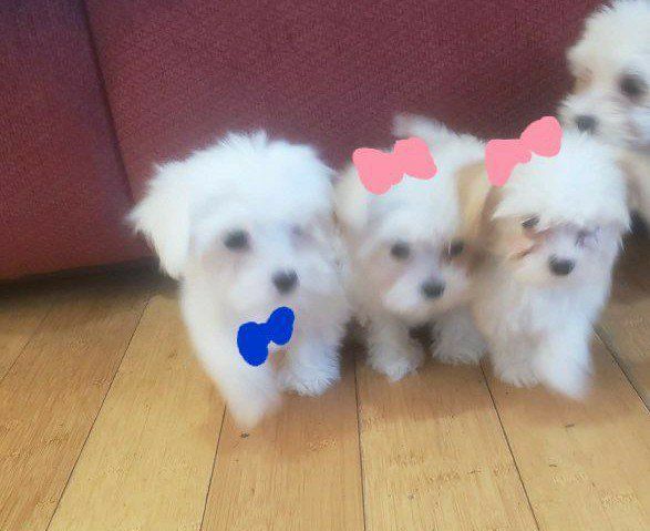 Morkie and Mini Poodle Mix Puppies,3 females Ready for their new homes