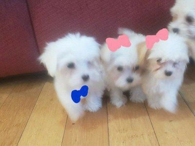 Morkie and Mini Poodle Mix Puppies,3 females Ready for their new homes