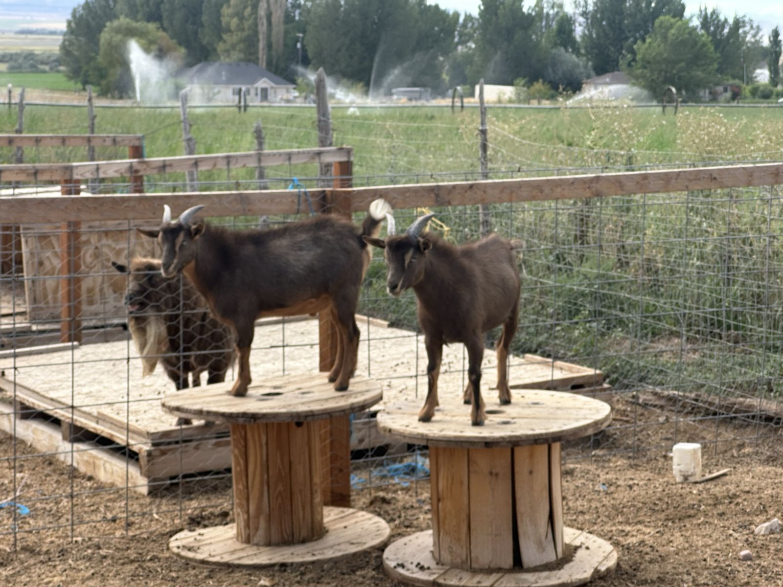 Nigerian Goat Whethers