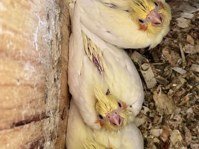 Cockatiel