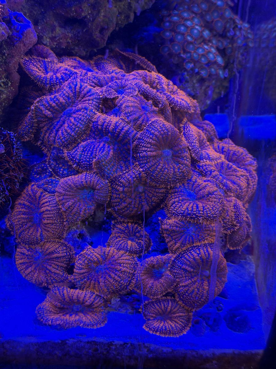 Gorgeous Red Rhodactis Mushroom Plug Polyp