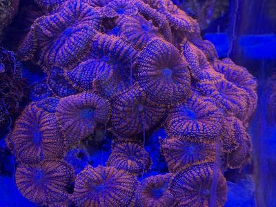 Gorgeous Red Rhodactis Mushroom Plug Polyp