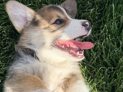 AKC Pembroke Welsh Corgi Puppy