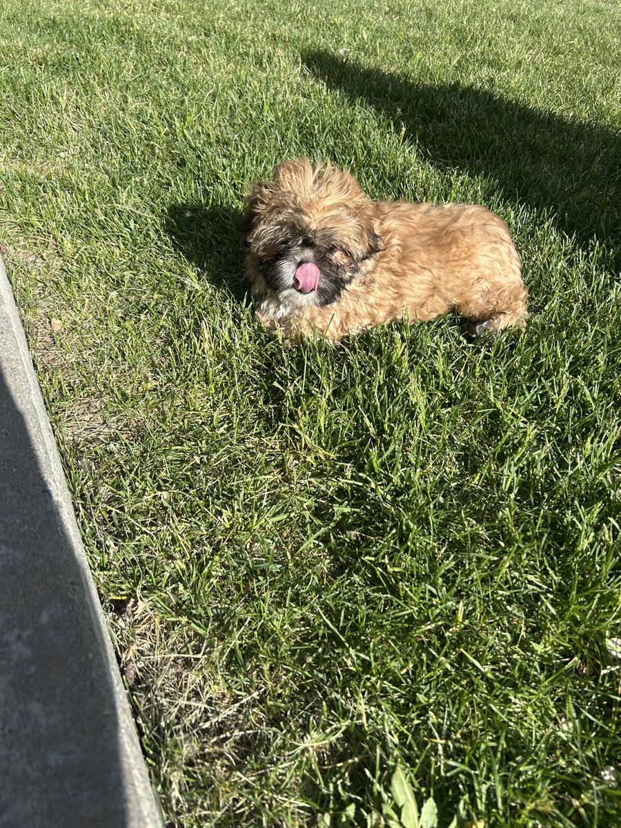 Shih Tzu