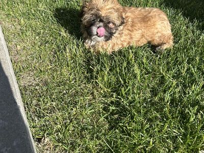 Shih Tzu