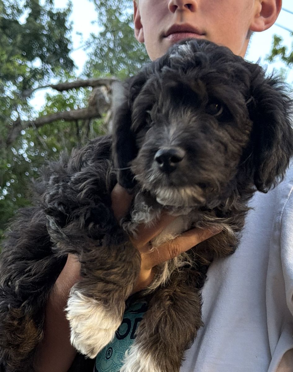 PRICE DROP!! Adorable Mini Aussiedoodle Puppy - Black with White Markings