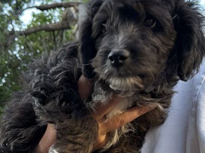 PRICE DROP!! Adorable Mini Aussiedoodle Puppy - Black with White Markings