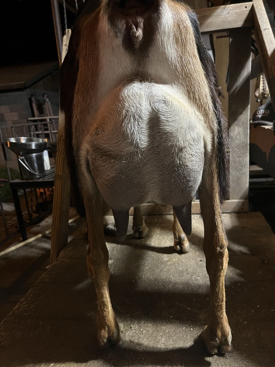 Two year old Registered Milking Doe