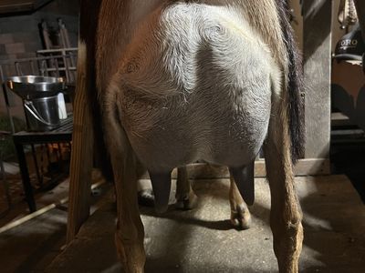 Two year old Registered Milking Doe