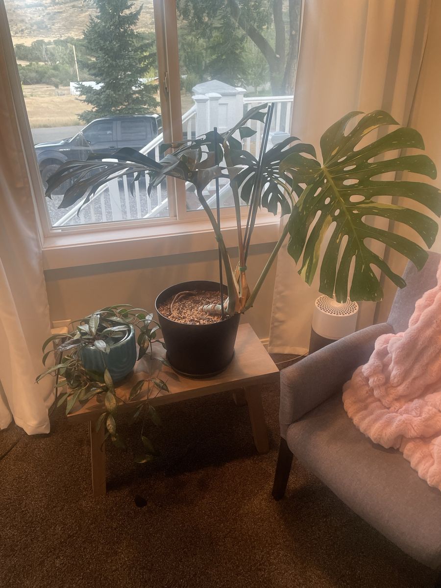 Large Variegated Thai Constellation Monstera Plant in Pot