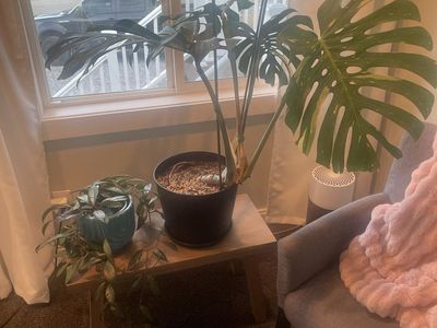 Large Variegated Thai Constellation Monstera Plant in Pot