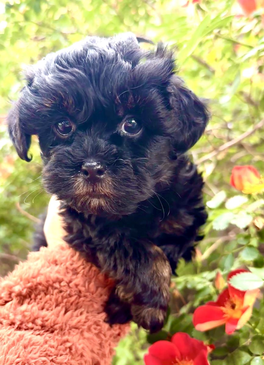 Girl Yorkie Shih Tzu Toy Poodle Puppy YorkieShipoo