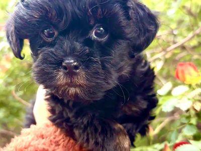 Girl Yorkie Shih Tzu Toy Poodle Puppy YorkieShipoo