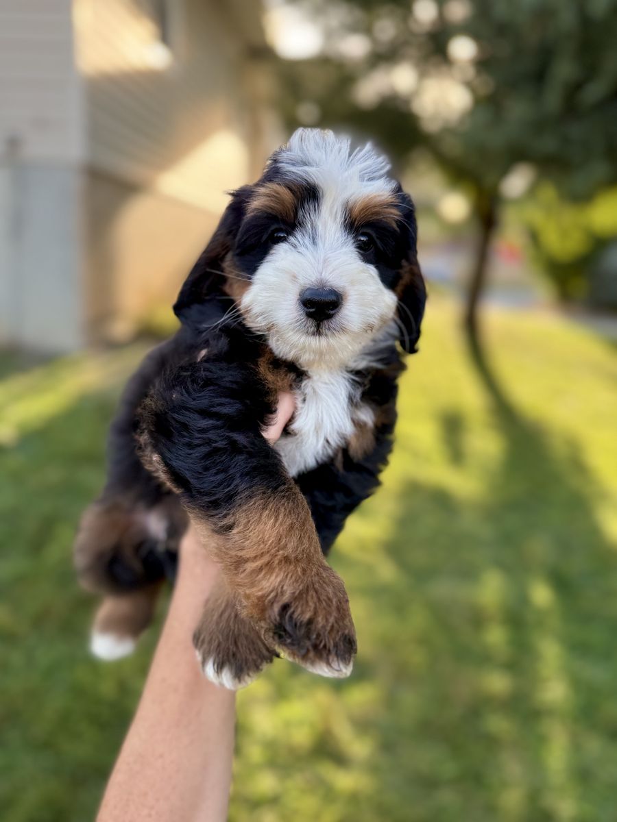 Mini Bernedoodles, multigen, berniedoodle, Bernadoodle puppies