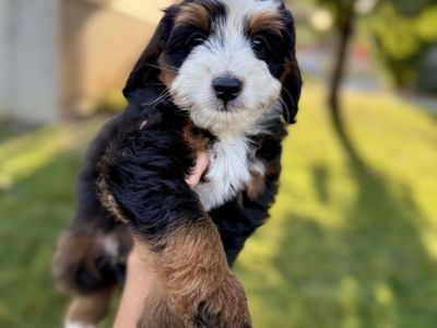 Mini Bernedoodles, multigen, berniedoodle, Bernadoodle puppies