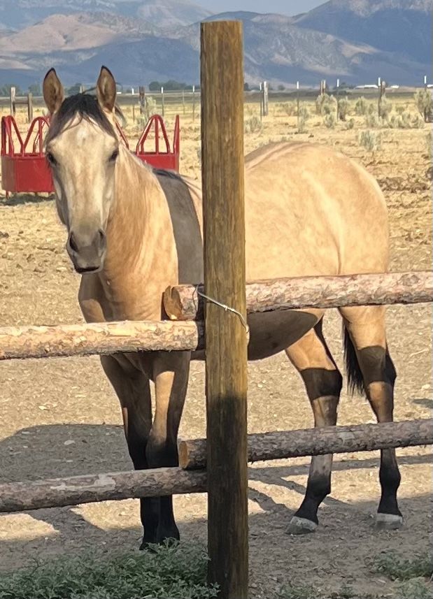2025 AQHA/FQHA Dunskin Yearling Filly