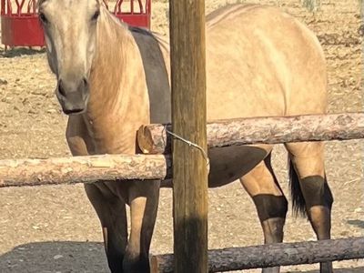 2025 AQHA/FQHA Dunskin Yearling Filly