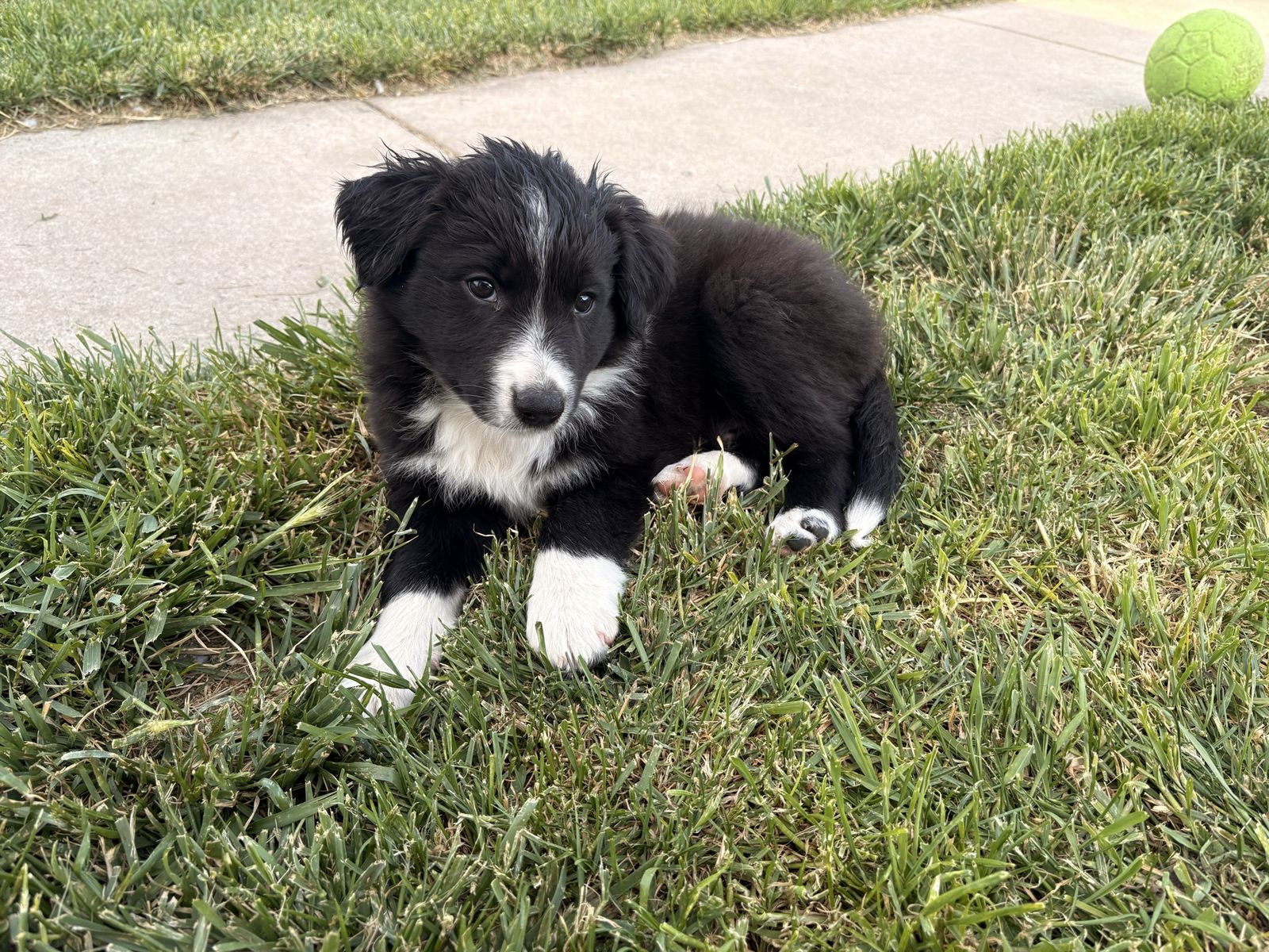 Adorable Border Purebred Collie Puppies - Ready for Their Forever Homes