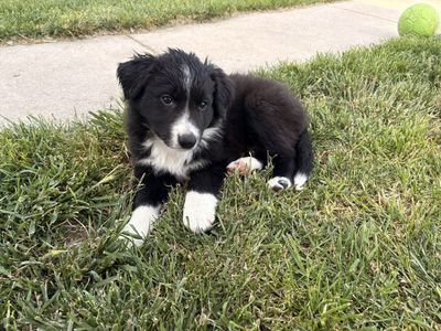 Adorable Border Purebred Collie Puppies - Ready for Their Forever Homes