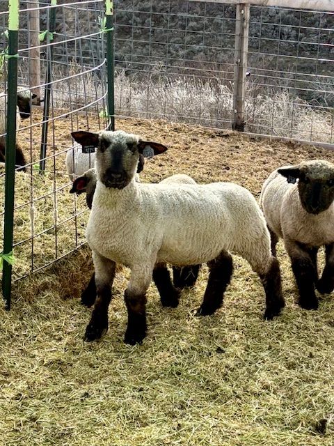 Show Lamb - For Sale