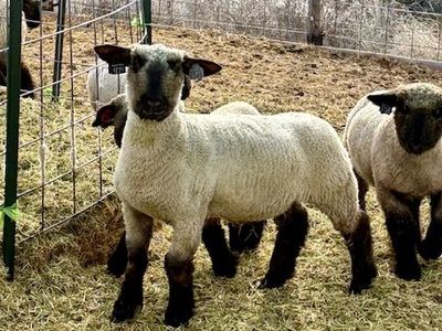 Show Lamb - For Sale