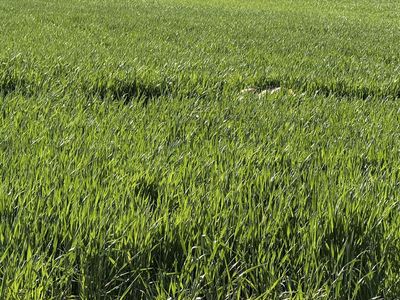 2 Bales Grass Feeder hay 3x4 Bales