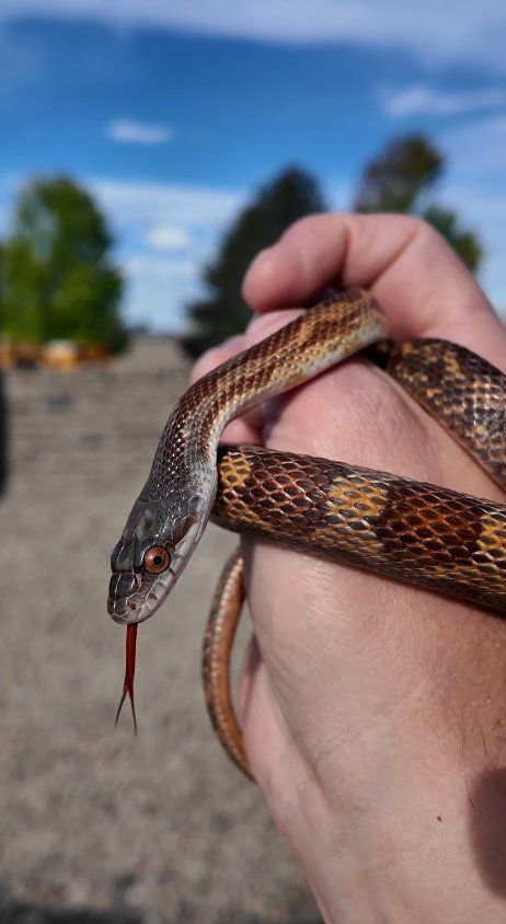 TEXAS/WESTERN RAT SNAKE HET LUCY