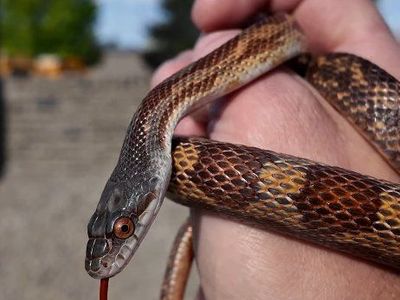 TEXAS/WESTERN RAT SNAKE HET LUCY